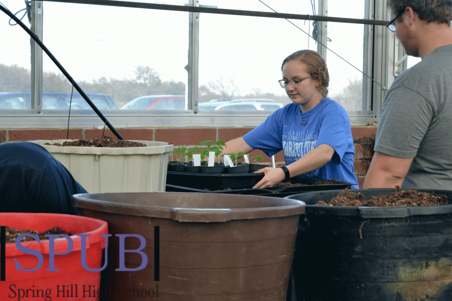 As the hour finishes on Nov. 5, Laura Flanery, 12, relocates the tomato plants so they can have more light. She makes one spot, on top of the buckets of dirt, the ideal location for the plants (Photo by EDowd).