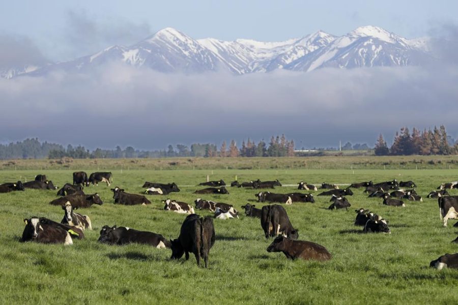 Farmers are upset that their cows might get taxed for natural bodily functions (photo courtesy AP News).