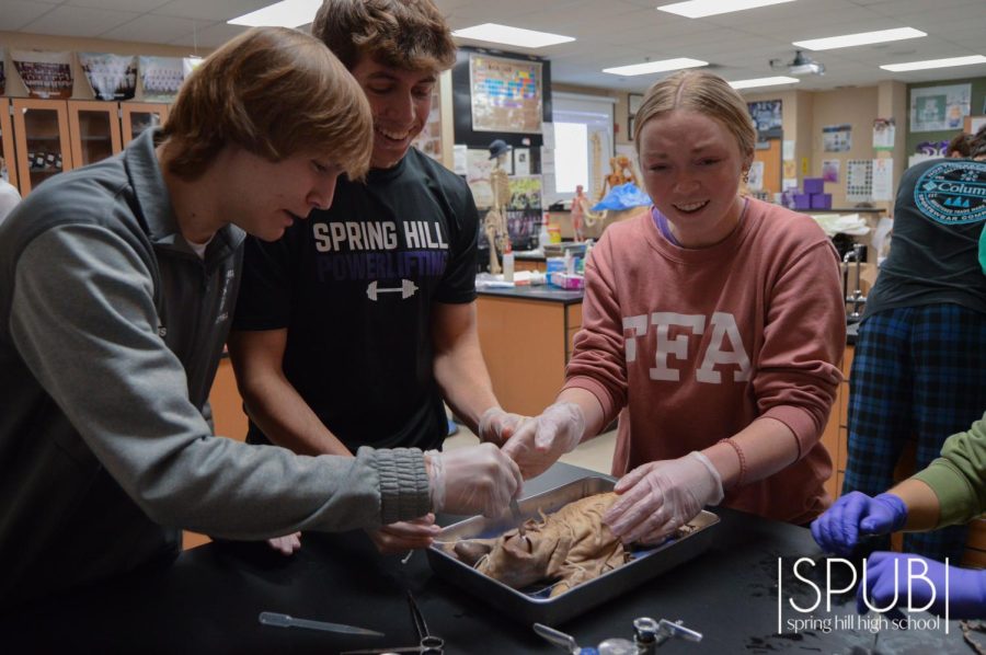 On Feb. 24, Brady Kaiser, 11, Kairi Quinn, 11, and Jacob Campbell, 11, do a fetal pig dissection in Anatomy.