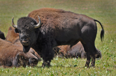 (photo courtesy of U.S. Forest Service, Southwestern Region, Kaibab National Forest)