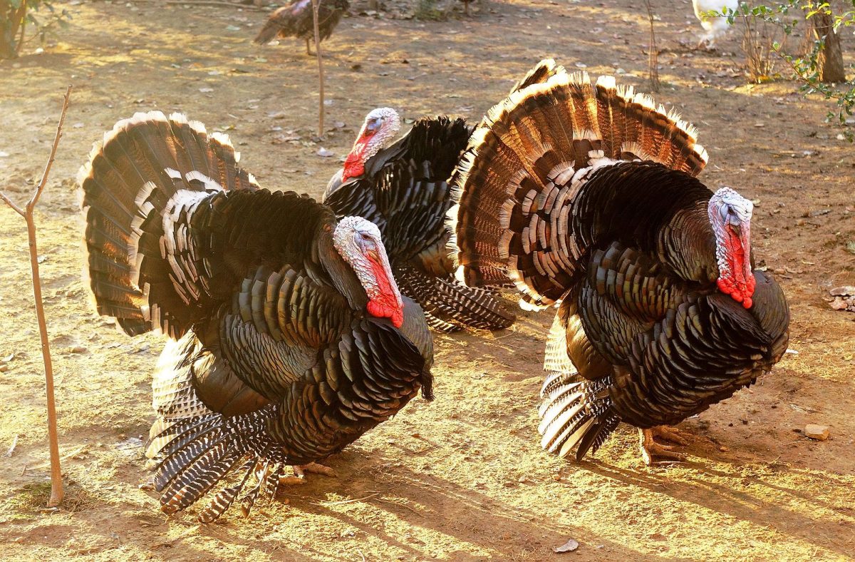 Wild Turkeys roam in the wild in flocks. Turkeys like these have had a dwindling population in the Midwest for the last 15 years. (SKas)