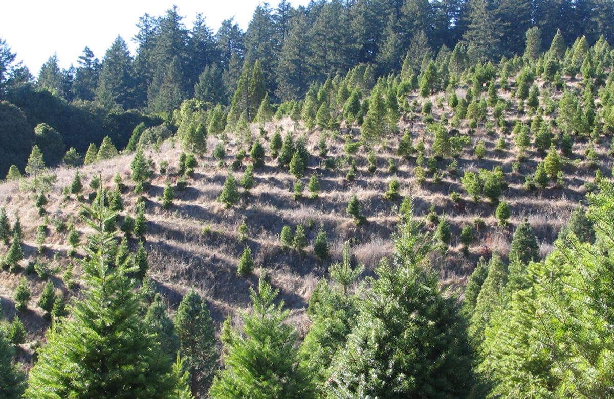An array of Christmas trees are sprawled out all across this tree farm. Putting up a Christmas tree is a tradition in many households (Photo by P. Kaminski)