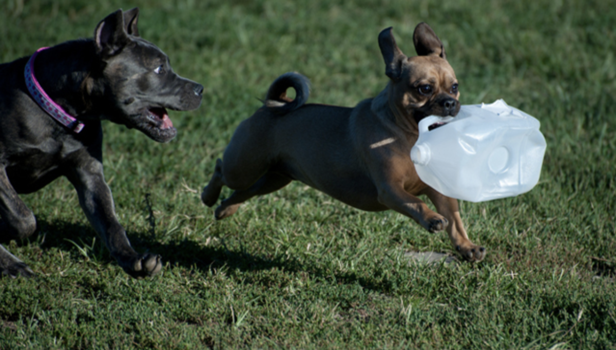 Two dogs running around playing with each other. the dogs are found playing with a jug. (Kansas City Parks and Recreations Website)