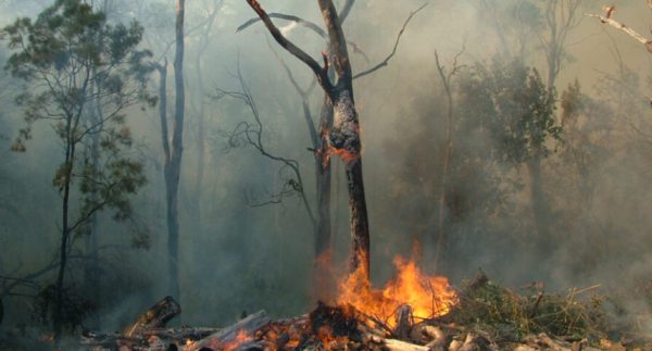 A fire consumes a forest due to climate change. This is one of the many negative side effects of fast fashion (Photo by M. Cooper). 