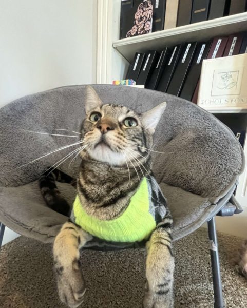 Jadyn Gholstons,10 cat Safari, Poses for a photo with his sweater. Safari is 7 years old and a loving, sweet cat (Photo by J Gholston). 