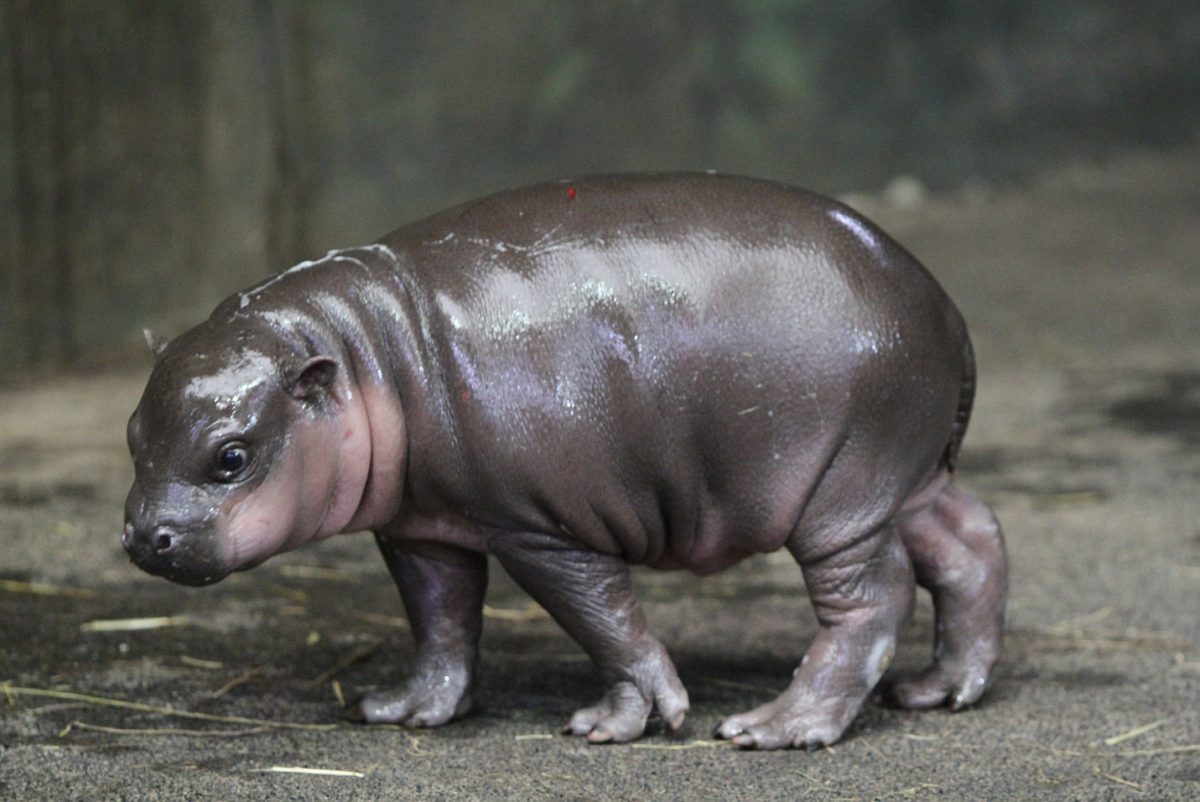 Like the baby hippo shown in the photo, Moo Deng went viral because of their cuteness. Their name means "bouncy pork" and was chosen via a social media poll (Photo by Sander van der Wel).