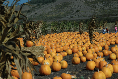 Pumpkins sit in the patch waiting for customers to pick them for the fall season. Carolyn's Pumpkin Patch will open soon for consumers. (Photo by J. Conlin)