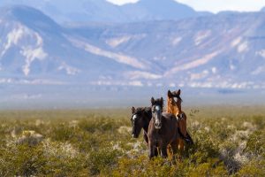 Horses are popular in the mild climate of California and popular due to tourist. (Photo by James Marvin Phelps JR.)