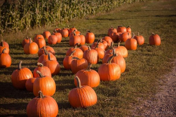 The Overland Park Fall Festival will offer a variety of fall produce and foods. These pumpkins are something you could find at the festival. 