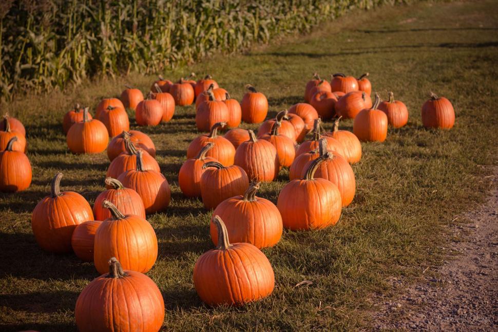The Overland Park Fall Festival will offer a variety of fall produce and foods. These pumpkins are something you could find at the festival. 